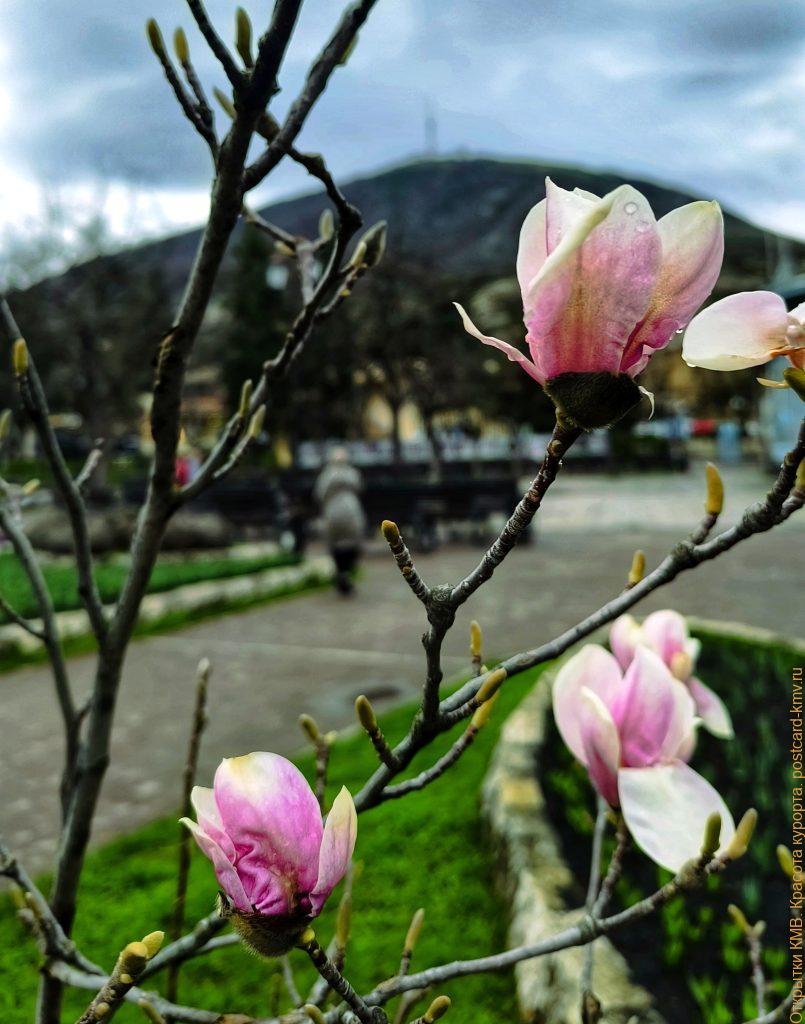 Магнолия в парке Цветник в Пятигорске